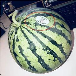 陕西网红吃瓜,揭秘网络热点的背后真相