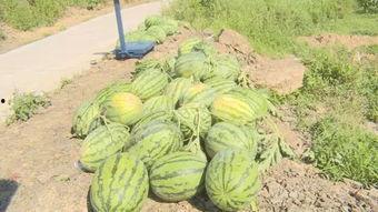 留学生搭建的吃瓜网,吃瓜网全景扫描