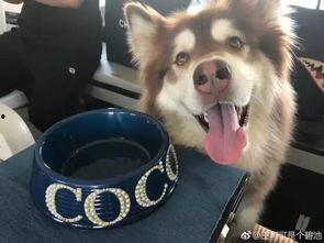 网红狗哥爆料吃瓜视频下载