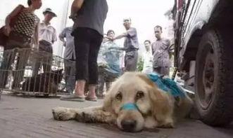 网红狗哥爆料吃瓜视频下载