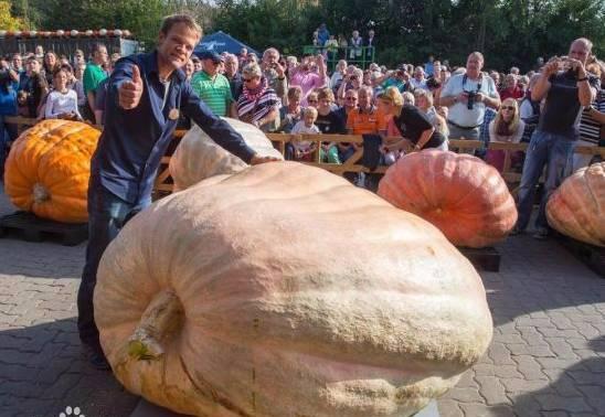 西藏男网红吃瓜事件,网络舆论的发酵与反思