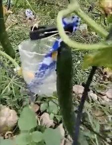 兴化网红吃瓜事件视频,一场网络热议的瓜田奇遇