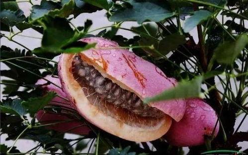 看网红吃八月瓜,美味与趣味并存！