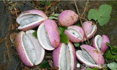 看网红吃八月瓜,美味与趣味并存！