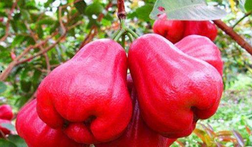 莲雾吃瓜视频官网,揭秘官网背后的趣味与惊喜