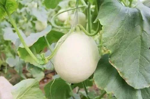 锡盟网红吃瓜事件,揭秘网络舆论的风暴与真相