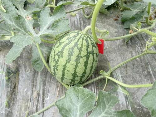 网红的吃瓜群怎么进的