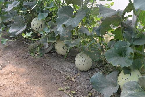 吃瓜51网免费吃瓜,免费畅享海量瓜子的秘密