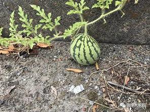 吃瓜第一线的网红,揭秘吃瓜第一线网红的幕后故事