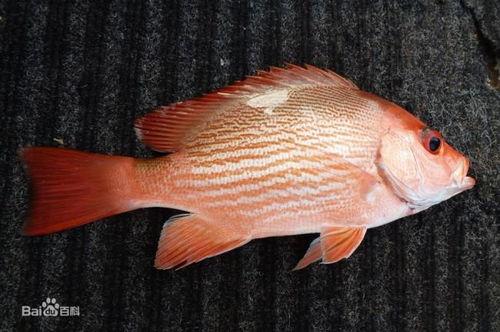 网红鱼小妹吃瓜视频大全,揭秘网红圈幕后故事