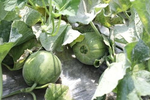 永济哪个网红吃瓜