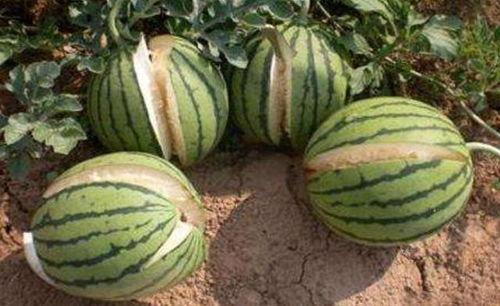 网红吃瓜打包图片真实版,揭秘真实版“瓜界”盛况