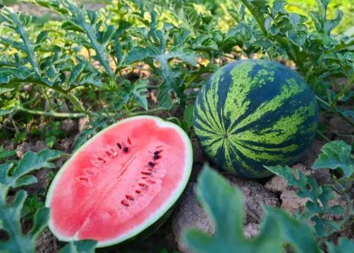 宁国吃瓜网,揭秘本地热点事件，带你领略宁国生活百态