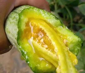 吃网红里的瓜,一场场吃瓜盛宴背后的真相