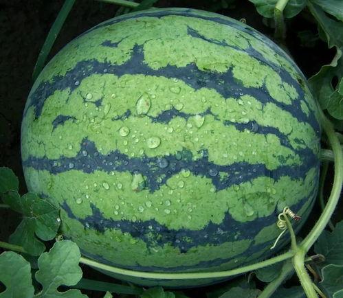 hl11cool黑料吃瓜网,网络舆论背后的真相与争议