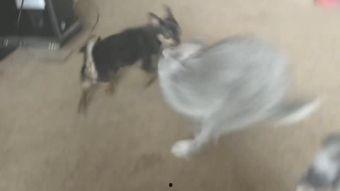 网红和狗吃瓜视频,吃瓜视频背后的娱乐现象解析