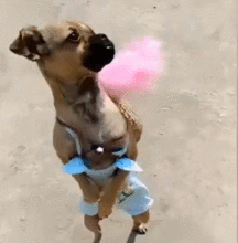 网红和狗吃瓜视频,吃瓜视频背后的娱乐现象解析