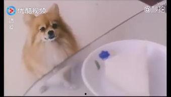 网红和狗吃瓜视频,吃瓜视频背后的娱乐现象解析