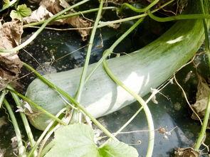 以前火过的吃瓜网红是谁