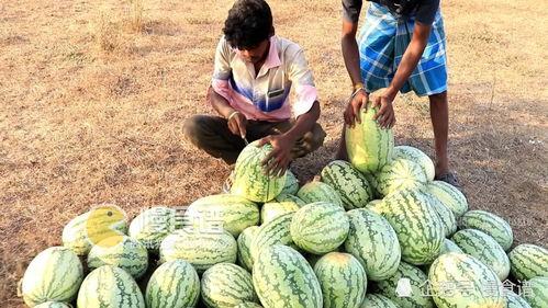 吃瓜网官网免费观播放,畅享热门影视盛宴