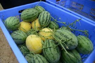 永康网红吃瓜群微信,揭秘网络红人的幕后故事