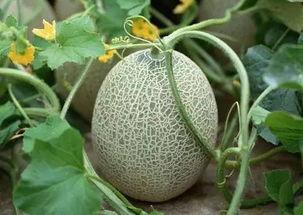 吃各种网红哈密瓜好吗,吃出健康与美味