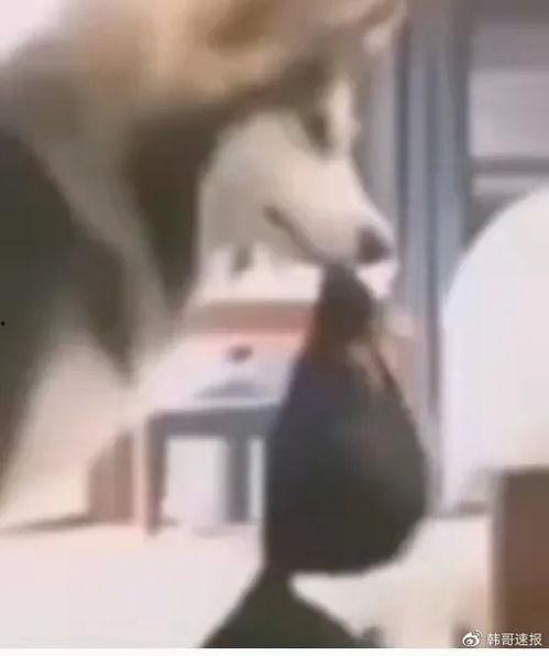 网红狗哥爆料吃瓜事件视频,吃瓜事件视频幕后真相大曝光