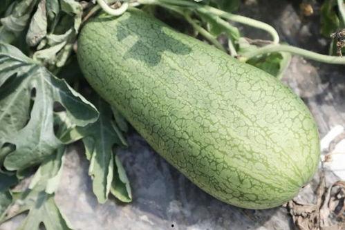 哪个网红连麦吃瓜好看,精彩瞬间大盘点