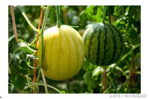 哪个网红连麦吃瓜好看,精彩瞬间大盘点