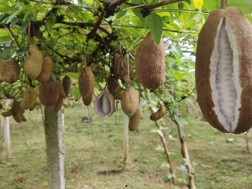 网红博主吃八月瓜,揭秘神秘果实的美味之旅