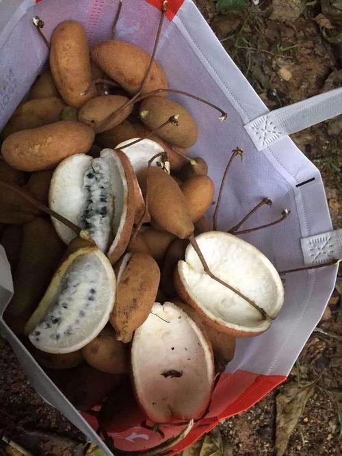 网红博主吃八月瓜,揭秘神秘果实的美味之旅