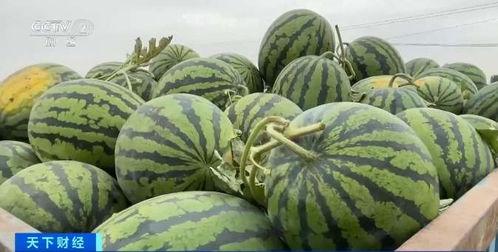 网销河北吃瓜,吃瓜群众眼中的新鲜事