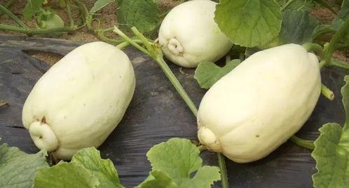 小瓜吃料网最新入口,畅享海量资讯，轻松获取热门资源