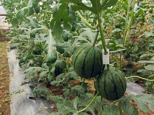 吃瓜51网免费吃瓜,免费吃瓜，畅享娱乐盛宴