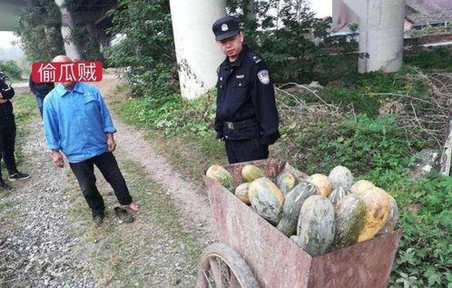 文县网红吃瓜事件最新,文县风波背后的真相与反思