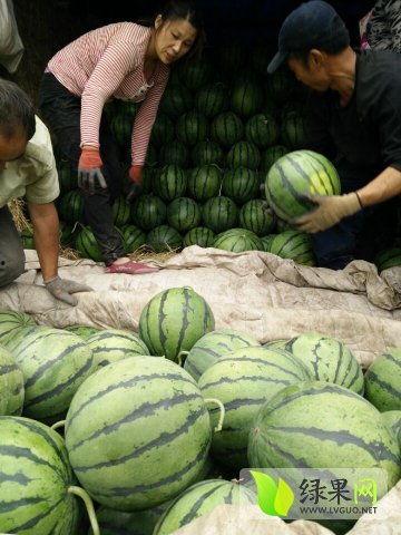 文县网红吃瓜事件最新,文县风波背后的真相与反思