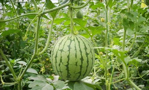 网红旅游吃瓜视频盘点