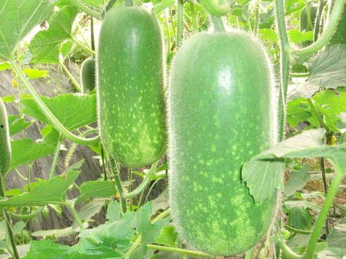 吃瓜网166每日大赛