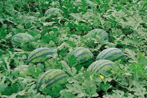 威海网红吃瓜群微信