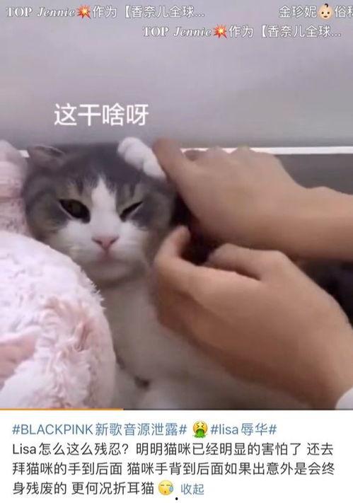 娱乐吃瓜君网红虐猫,娱乐吃瓜君引发社会热议