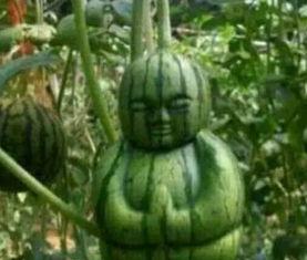 贵州网红吃瓜事件真相,揭秘背后真相与反思