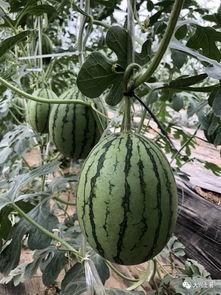 吃瓜被爆的网红是谁啊,吃瓜群众热议的网红身份大曝光！