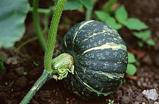 云南网红吃瓜视频下载大全,一网打尽全网热门瞬间