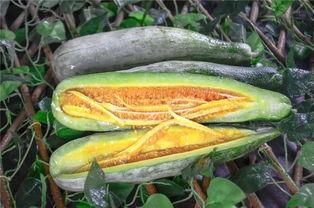 泸州网红吃瓜,揭秘网络红人的幕后故事