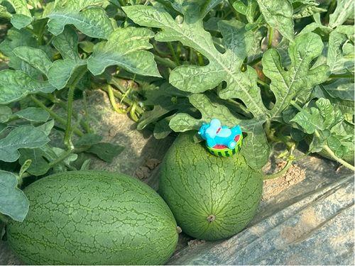 永年网销吃瓜事件视频,揭秘网络谣言背后的真相