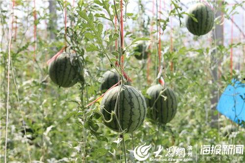 普宁镰刀视频 吃瓜网,吃瓜网揭秘背后真相  第2张