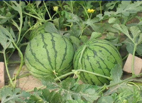 凯里网红吃瓜事件,揭秘网络舆论背后的真相与争议  第1张