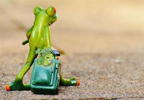 网红青蛙吃瓜让买东西,带你领略直播购物新风尚