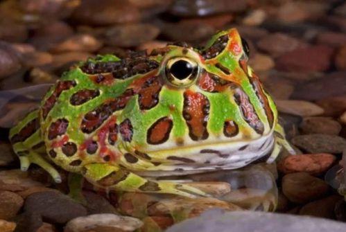 网红青蛙吃瓜让买东西,带你领略直播购物新风尚  第3张