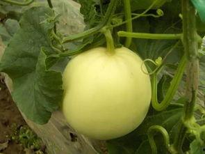 凤凰吃瓜网,揭秘娱乐圈最新热点，带你领略明星幕后故事  第2张